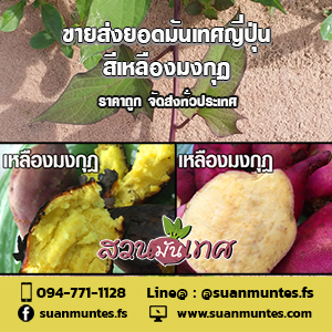 ขายส่งยอดมันเทศญี่ปุ่นเหลืองมงกุฎ ราคาถูก จัดส่งทั่วประเทศ รูปที่ 5