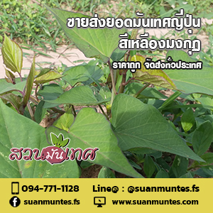 ขายส่งยอดมันเทศญี่ปุ่นเหลืองมงกุฎ ราคาถูก จัดส่งทั่วประเทศ รูปที่ 4