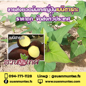 ขายส่งยอดมันเทศญี่ปุ่นเบนิฮารุกะ ราคาถูก ส่งทั่วประเทศ รูปที่ 5