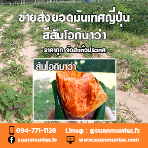 ขายส่งยอดมันเทศญี่ปุ่นโอกินาว่าสีส้ม ราคาถูก ส่งทั่วประเทศ รูปที่ 5