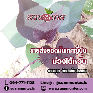 ขายส่งยอดมันเทศสีม่วงไต้หวัน ราคาถูก จัดส่งทั่วประเทศ รูปที่ 4