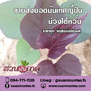 ขายส่งยอดมันเทศสีม่วงไต้หวัน ราคาถูก จัดส่งทั่วประเทศ รูปที่ 6