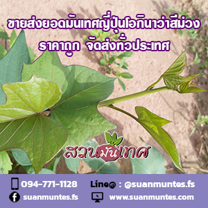 ขายส่งยอดมันเทศญี่ปุ่นโอกินาว่าสีม่วง ราคาถูก ส่งทั่วประเทศ รูปที่ 4