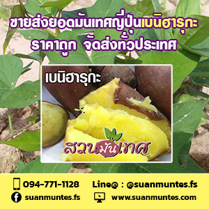 ขายส่งยอดมันเทศญี่ปุ่นเบนิฮารุกะ ราคาถูก ส่งทั่วประเทศ รูปที่ 6