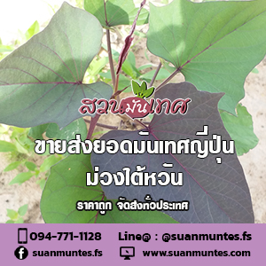 ขายส่งยอดมันเทศสีม่วงไต้หวัน ราคาถูก จัดส่งทั่วประเทศ รูปที่ 3