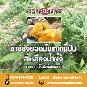 ขายส่งยอดมันเทศญี่ปุ่นเหลืองน้ำผึ้ง ราคาถูกพร้อมจัดส่ง รูปที่ 2