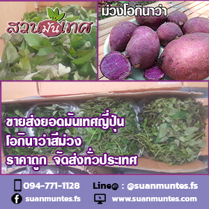 ขายส่งยอดมันเทศญี่ปุ่นโอกินาว่าสีม่วง ราคาถูก ส่งทั่วประเทศ รูปที่ 2