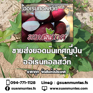 ขายส่งยอดมันเทศญี่ปุ่นสีขาวออเรนทอลสวีท ราคาถูกส่งทั่วประเทศ รูปที่ 3
