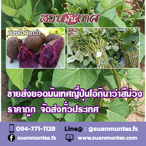 ขายส่งยอดมันเทศญี่ปุ่นโอกินาว่าสีม่วง ราคาถูก ส่งทั่วประเทศ รูปที่ 5