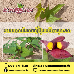ขายส่งยอดมันเทศญี่ปุ่นเบนิฮารุกะ ราคาถูก ส่งทั่วประเทศ รูปที่ 2