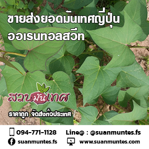 ขายส่งยอดมันเทศญี่ปุ่นสีขาวออเรนทอลสวีท ราคาถูกส่งทั่วประเทศ รูปที่ 2