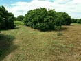 ขายที่ดินพร้อมสวนลำใย เนื้อที่5ไร่ 78 ตรว มีลำใย 124 ต้น จ.เชียงใหม่