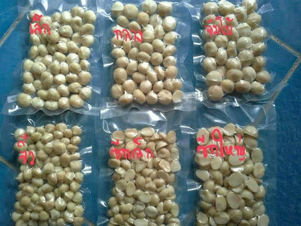 จำหน่ายแมคคาเดเมีย ปลีก- ส่ง แบบกะลา และอบพร้อมทาน รสชาติอร่อย รูปที่ 4