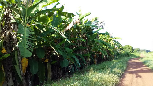 ขายที่2ไร่มีต้นมะพร้าว30ต้นและสวนกล้วยปลูกเต็มพื้นที่ถนนเส้นบ้านตาลสุวรรณ รูปที่ 1