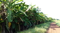 ขายที่2ไร่มีต้นมะพร้าว30ต้นและสวนกล้วยปลูกเต็มพื้นที่ถนนเส้นบ้านตาลสุวรรณ