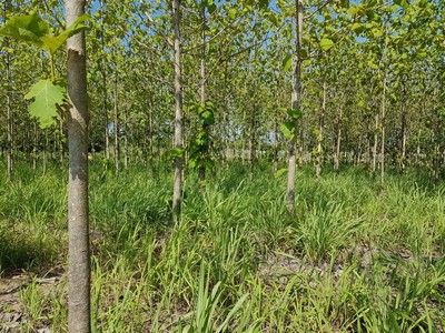 สวนสักทอง 5พันต้น  เกือบ20ไร่ มีโฉนด สวนผึ้ง ราชบุรี  ติดสถานปฏิบัติธรรมจันทสโร รูปที่ 1