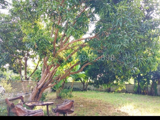 ขายถูก บ้านเดี่ยว พร้อมสวนผลไม้ ตำบลรังสิต อำเภอธัญบุรี ปทุมธานี 230 ตรว. รูปที่ 1