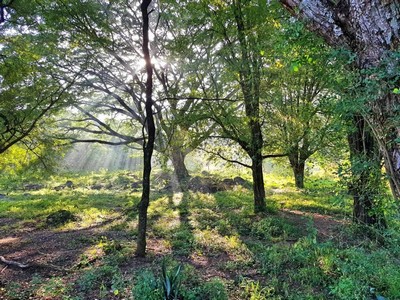 P ขายที่ดิน เขาใหญ่ ต.พญาเย็น อ.ปากช่อง 200 ตรว วิวเขา สวยมากๆ รูปที่ 1