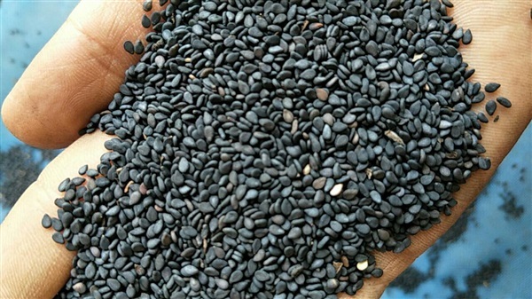 มีเมล็กงาดำดิบ จำหน่าย  Black Sesame seeds for sale. รูปที่ 1