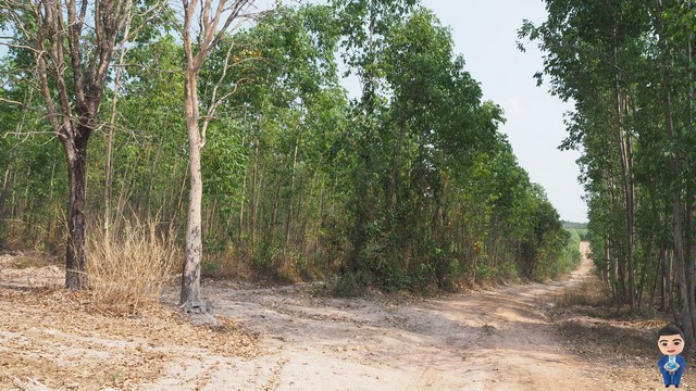 ที่ดิน100ไร่ ใกล้เขตอุตสาหกรรมบ้านแก้ง จังหวัดสระแก้ว     รูปที่ 1