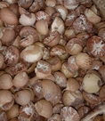 ขายหมากแห้ง แบบผ่าซีก เพื่อส่งออก  Split dried betel nut.
