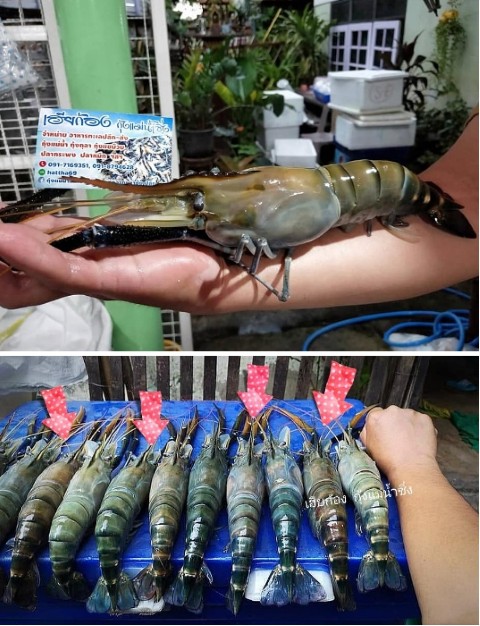 เฮียก้อง กุ้งแม่น้ำซิ่ง กุ้งแม่น้ำธรรมชาติแท้ ขนาดจัมโบ้ เนื้อเด้ง มันสวย  มีให้เลือกหลายขนาด รูปที่ 3