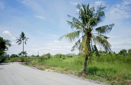 ขายที่ดิน ลาดปลาดุก เนื้อที่ 14-3-25 ไร่ เหมาะทำโครงการหมู่บ้าน บางบัวทอง นนทบุรี รูปที่ 1