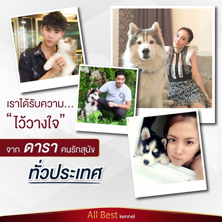 -	หยุดเสี่ยงกับไซบีเรียนฮัสกี้ ไม่ได้คุณภาพ Allbest kennel ให้เราดูแลคุณสิครับ   รูปที่ 1