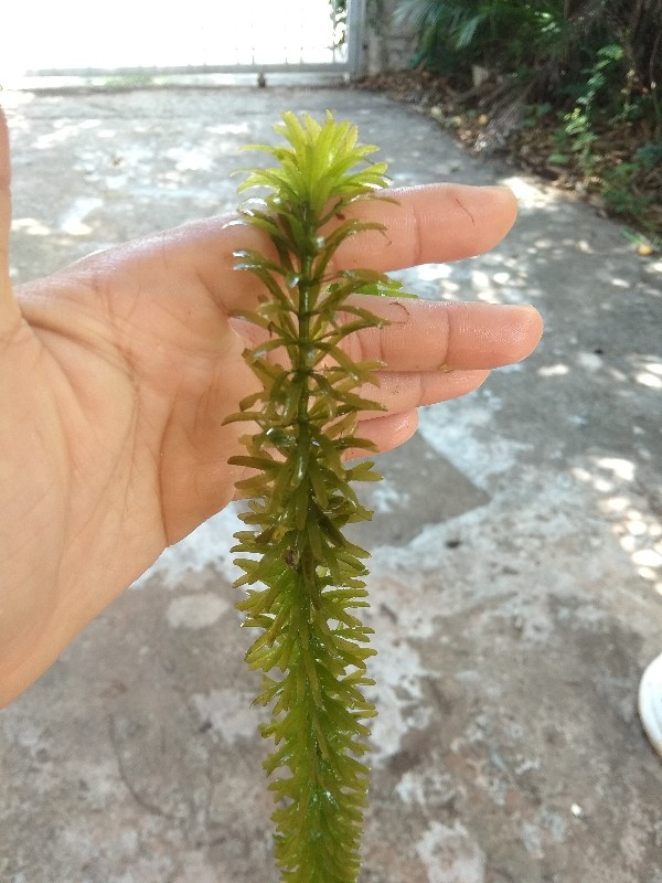 ขาย จำหน่าย สาหร่ายหางกระรอก ราคาถูก ปลูกแบบออแกนิค รูปที่ 7