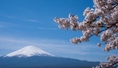 ทัวร์ญี่ปุ่น-ซุปตาร์ บานชมพู TOKYO FUJI FUKUSHIMA 5 วัน 3 คืน (XJ)