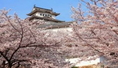 ทัวร์ญี่ปุ่น-ซุปตาร์ ดอกเบ้อเร่อ TOKYO FUJI FUKUSHIMA 5 วัน 3 คืน (XJ)