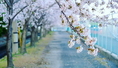 ทัวร์ญี่ปุ่น-ซุปตาร์ ซากุระ บิ๊กไซส์ TOKYO FUJI FUKUSHIMA NIKKO 6 วัน 4 คืน (XJ)