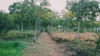 รูปย่อ ขายที่ดิน อ.เมือง จ.สระแก้ว 46 ไร่ เป็นสวนยาง 5 ปี มะพร้าวน้ำหอม มะขามยักษ์ พร้อมบ้านพัก รูปที่2