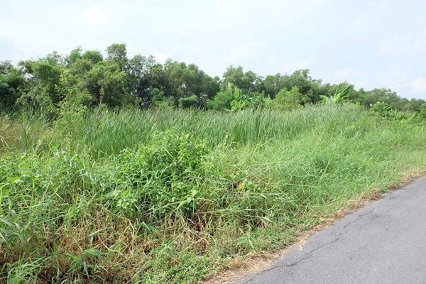 ขายที่ดินคลองสาม อ.คลองหลวง จ.ปทุมธานี 192 ตรว. ถนนเรียบคลองสาม ซอย 103 เพ็ญภาค รูปที่ 5
