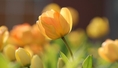 ทัวร์เกาหลี-KOREA TULIP FESTIVAL เกาะนามิ-ซูวอน-โซล-เอเวอร์แลนด์ 6 วัน 3 คืน (XJ)