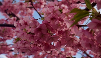 ทัวร์ญี่ปุ่น-ซุปตาร์ ซากุระสีชมพู (เหมาลำ 15) FUKUSHIMA SENDAI GINZAN 6 วัน 4 คืน (XJ) รูปที่ 1