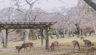 ทัวร์ญี่ปุ่น-SAKURA OSAKA GIFU KYOTO NARA 5 วัน 4 คืน (SL) รูปที่ 1