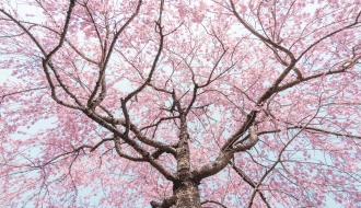 ทัวร์ญี่ปุ่น-SAKURA TOTTORI OSAKA HIMEJI KYOTO 5 วัน 4 คืน (SL) รูปที่ 1