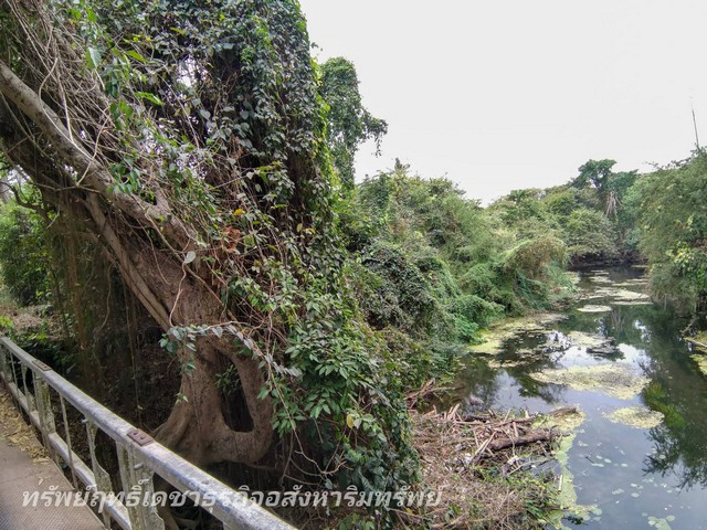 ขายที่ดินสวยหน้ากว้างติดถนน 130 เมตรด้านหลังติดแม่น้ำลำตะคอง รูปที่ 1