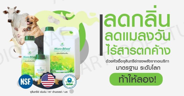 หัวเชื้อจุลินทรีย์ชนิดเข้มข้นไมโคร-เบลส ใช้ในการบำบัดน้ำเสียและดับกลิ่นอันไม่พึงประสงค์ รูปที่ 6