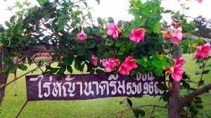 ไร่หญ้านาดรีม รับจัดและจำหน่ายหญ้าทุกชนิด รูปที่ 3