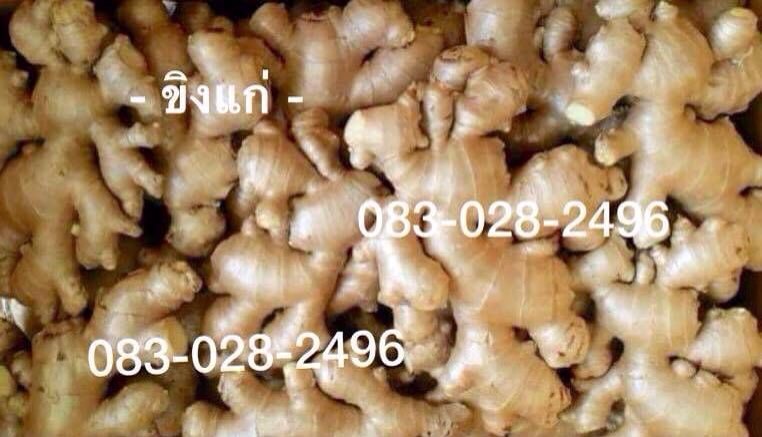 ขิงแก่ สด จากไร่   Fresh Ginger  รูปที่ 4