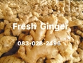 ขิงแก่ สด จากไร่   Fresh Ginger 