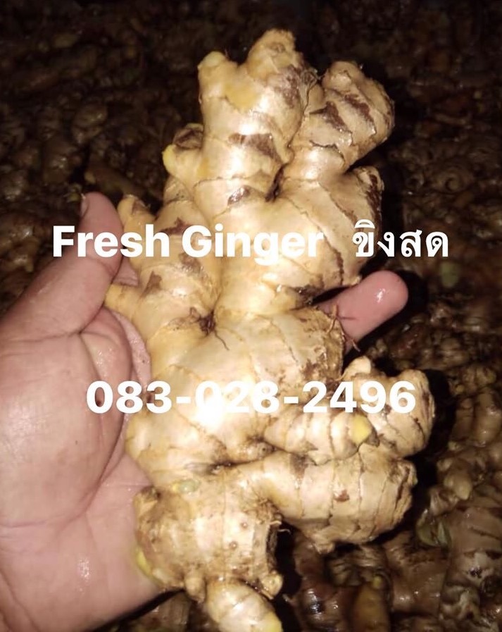 ขิงแก่ สด จากไร่   Fresh Ginger  รูปที่ 3