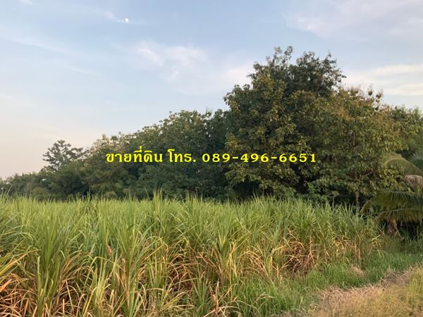 ขายที่ดินและต้นสัก (ขายรวมต้นสัก/แบ่งขายต้นสัก) ขนาด 4 ไร่ 88 ตร.ว. อ.วิเชียรบุรี จ.เพชรบูรณ์ รูปที่ 4