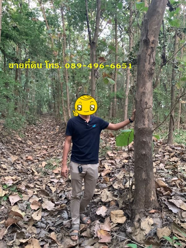 ขายที่ดินและต้นสัก (ขายรวมต้นสัก/แบ่งขายต้นสัก) ขนาด 4 ไร่ 88 ตร.ว. อ.วิเชียรบุรี จ.เพชรบูรณ์ รูปที่ 6