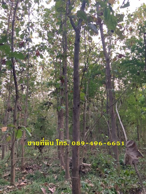 ขายที่ดินและต้นสัก (ขายรวมต้นสัก/แบ่งขายต้นสัก) ขนาด 4 ไร่ 88 ตร.ว. อ.วิเชียรบุรี จ.เพชรบูรณ์ รูปที่ 7