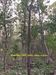 รูปย่อ ขายที่ดินและต้นสัก (ขายรวมต้นสัก/แบ่งขายต้นสัก) ขนาด 4 ไร่ 88 ตร.ว. อ.วิเชียรบุรี จ.เพชรบูรณ์ รูปที่6