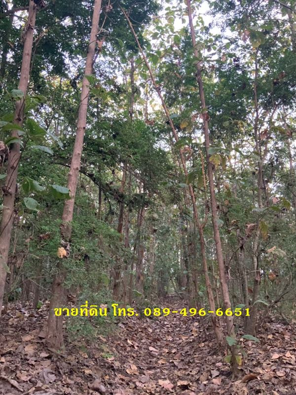 ขายที่ดินและต้นสัก (ขายรวมต้นสัก/แบ่งขายต้นสัก) ขนาด 4 ไร่ 88 ตร.ว. อ.วิเชียรบุรี จ.เพชรบูรณ์ รูปที่ 5