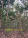 รูปย่อ ขายที่ดินและต้นสัก (ขายรวมต้นสัก/แบ่งขายต้นสัก) ขนาด 4 ไร่ 88 ตร.ว. อ.วิเชียรบุรี จ.เพชรบูรณ์ รูปที่4